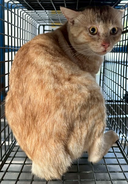 【待認養】混種貓 貓 (男生) - 花蓮縣狗貓躍動園區