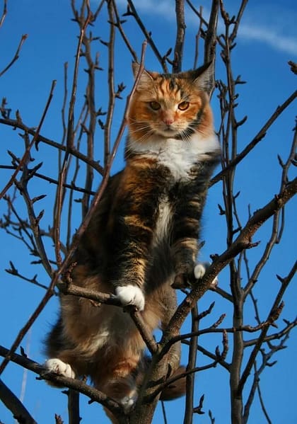 轉角二號寵物小棧