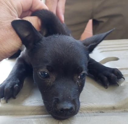 【待認養】混種犬 狗 (女生) - 新北市五股區公立動物之家