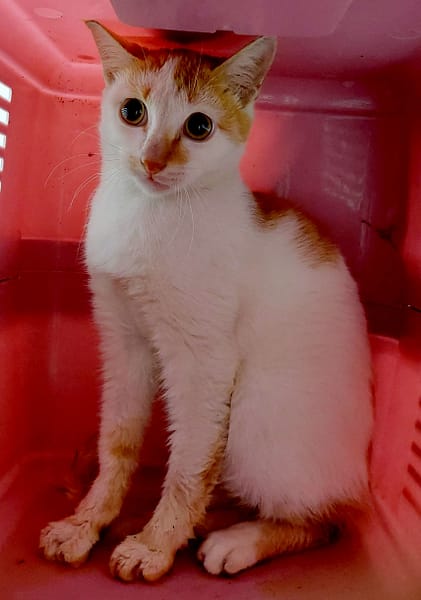 【待認養】混種貓 貓 (男生) - 花蓮縣狗貓躍動園區