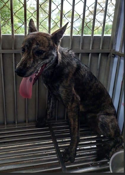 【待認養】混種犬 狗 (男生) - 新北市五股區公立動物之家