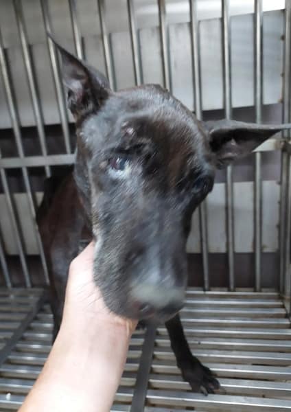 【待認養】混種犬 狗 (女生) - 新北市五股區公立動物之家