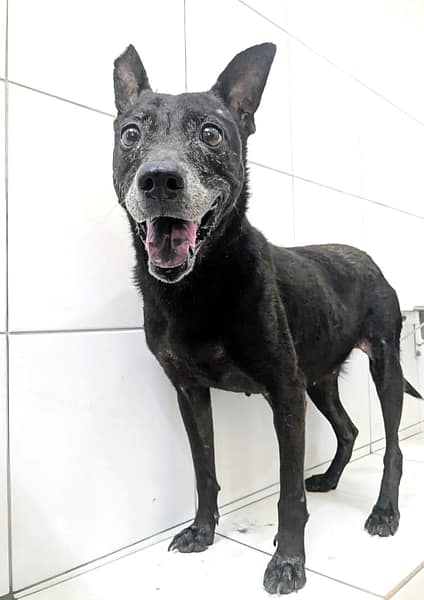 【待認養】混種犬 狗 (女生) - 新竹縣動物保護教育園區