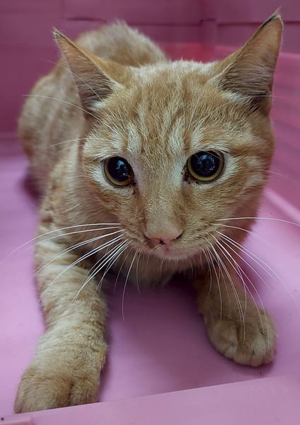 【待認養】混種貓 貓 (男生) - 花蓮縣狗貓躍動園區