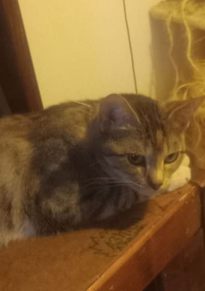 白色摩法師寵物坊