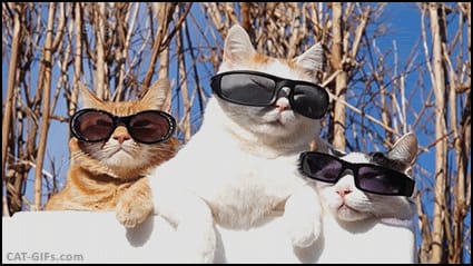 茉莉爾斯國際寵物坊