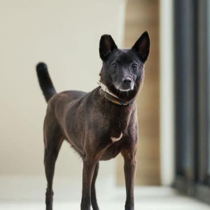 【待認養】混種犬 狗 (女生) - 新北市瑞芳區公立動物之家