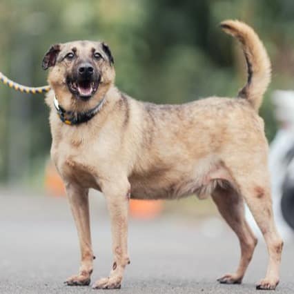 【待認養】混種犬 狗 (男生) - 新北市中和區公立動物之家