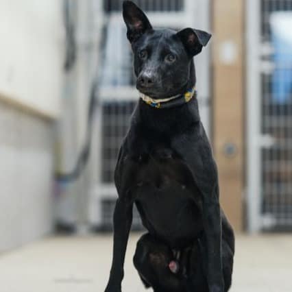 【待認養】混種犬 狗 (男生) - 新北市瑞芳區公立動物之家