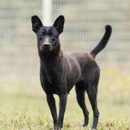 【待認養】混種犬 狗 (女生) - 新北市瑞芳區公立動物之家