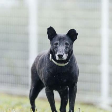 【待認養】混種犬 狗 (女生) - 新北市瑞芳區公立動物之家