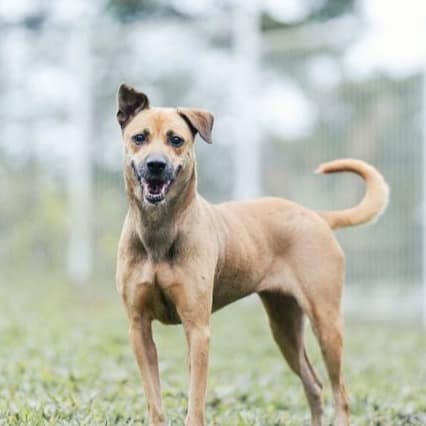 【待認養】混種犬 狗 (女生) - 新北市瑞芳區公立動物之家