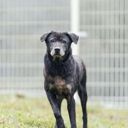 【待認養】混種犬 狗 (女生) - 新北市瑞芳區公立動物之家