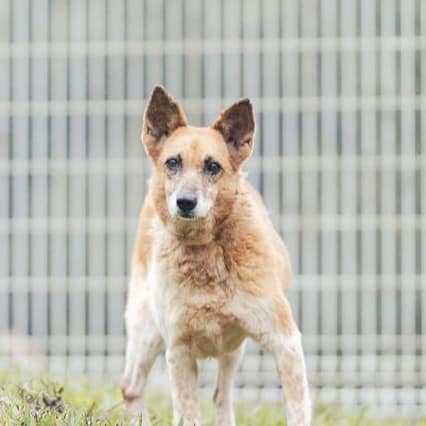 【待認養】混種犬 狗 (女生) - 新北市瑞芳區公立動物之家