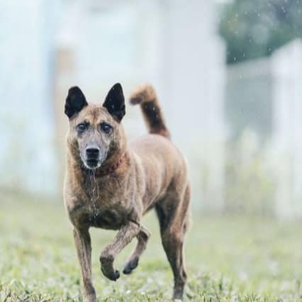 【待認養】混種犬 狗 (女生) - 新北市瑞芳區公立動物之家