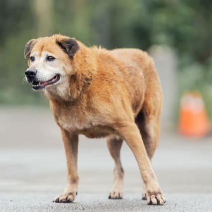 【待認養】混種犬 狗 (男生) - 新北市中和區公立動物之家