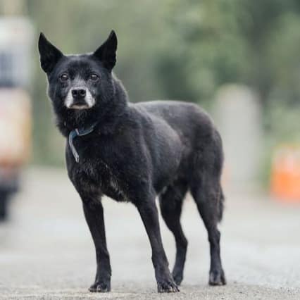 【待認養】混種犬 狗 (女生) - 新北市中和區公立動物之家