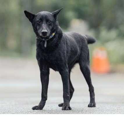 【待認養】混種犬 狗 (男生) - 新北市中和區公立動物之家