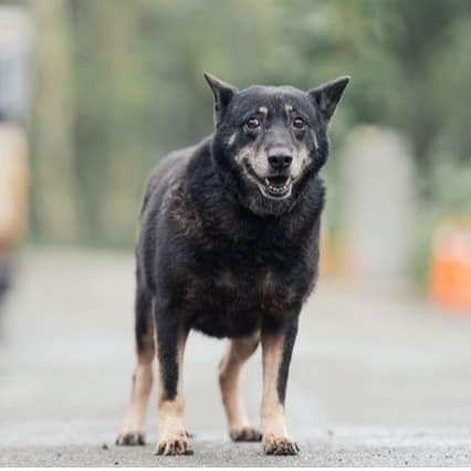 【待認養】混種犬 狗 (女生) - 新北市中和區公立動物之家