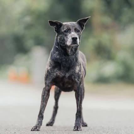 【待認養】混種犬 狗 (女生) - 新北市中和區公立動物之家