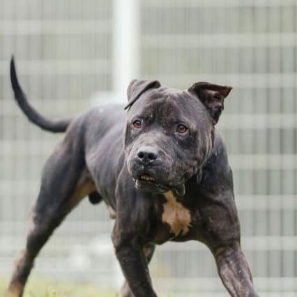 【待認養】比特犬 狗 (男生) - 新北市瑞芳區公立動物之家