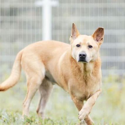 【待認養】混種犬 狗 (男生) - 新北市瑞芳區公立動物之家