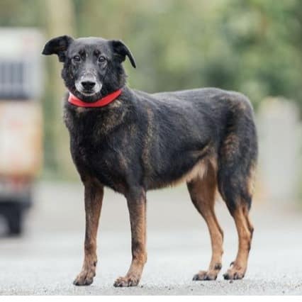 【待認養】混種犬 狗 (女生) - 新北市中和區公立動物之家