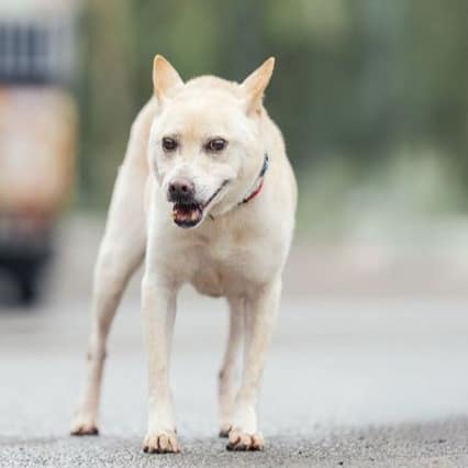 【待認養】混種犬 狗 (女生) - 新北市中和區公立動物之家