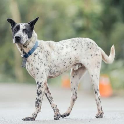 【待認養】混種犬 狗 (男生) - 新北市中和區公立動物之家