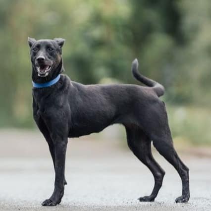 【待認養】混種犬 狗 (女生) - 新北市中和區公立動物之家