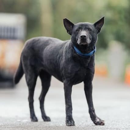 【待認養】混種犬 狗 (女生) - 新北市中和區公立動物之家