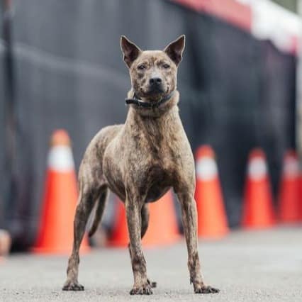 【待認養】混種犬 狗 (女生) - 新北市中和區公立動物之家
