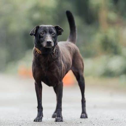 【待認養】混種犬 狗 (女生) - 新北市中和區公立動物之家