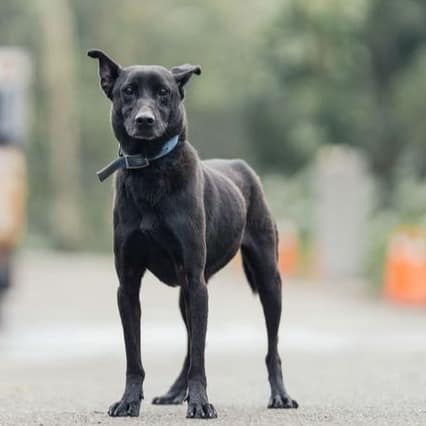 【待認養】混種犬 狗 (男生) - 新北市中和區公立動物之家