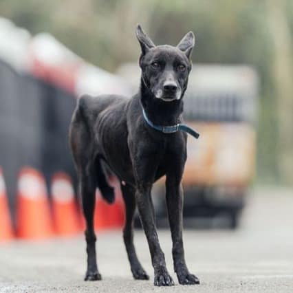 【待認養】混種犬 狗 (女生) - 新北市中和區公立動物之家