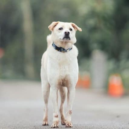 【待認養】混種犬 狗 (男生) - 新北市中和區公立動物之家