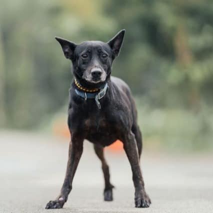【待認養】混種犬 狗 (女生) - 新北市中和區公立動物之家