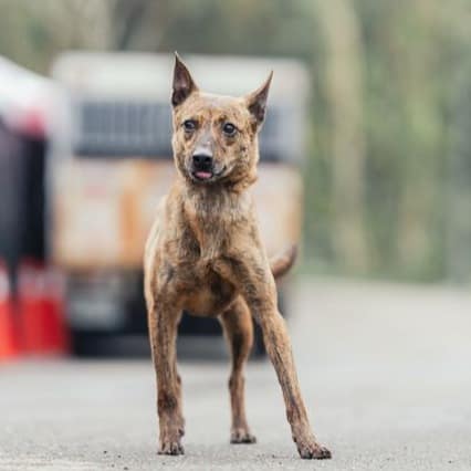 【待認養】混種犬 狗 (女生) - 新北市中和區公立動物之家