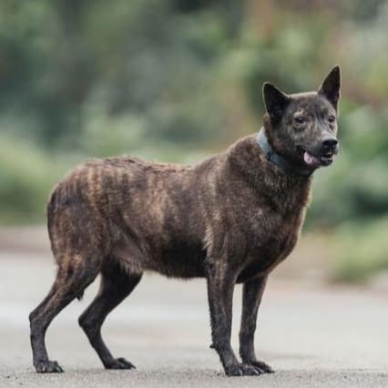 【待認養】混種犬 狗 (男生) - 新北市中和區公立動物之家