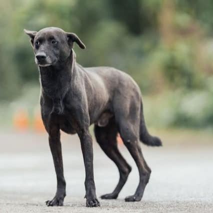 【待認養】混種犬 狗 (男生) - 新北市中和區公立動物之家