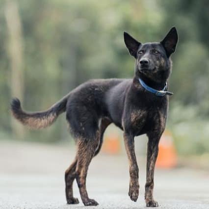 【待認養】混種犬 狗 (女生) - 新北市中和區公立動物之家