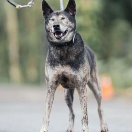 【待認養】混種犬 狗 (男生) - 新北市中和區公立動物之家