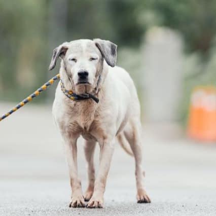 【待認養】混種犬 狗 (女生) - 新北市中和區公立動物之家