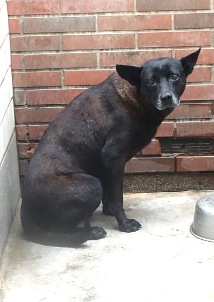 【待認養】混種犬 狗 (男生) - 宜蘭縣流浪動物中途之家