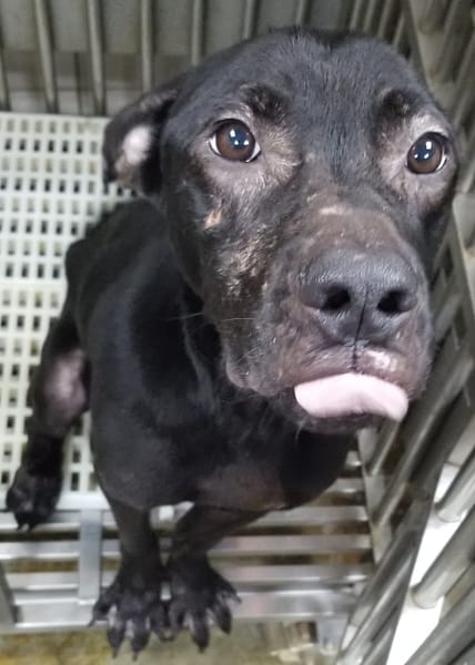 【待認養】混種犬 狗 (男生) - 新北市新店區公立動物之家