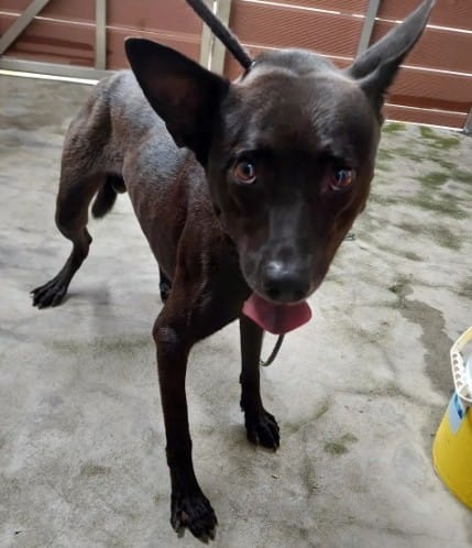 【待認養】混種犬 狗 (男生) - 新北市五股區公立動物之家