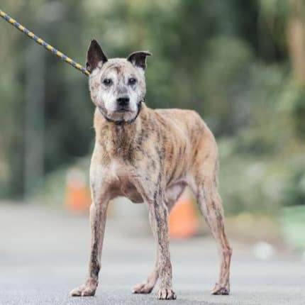 【待認養】混種犬 狗 (男生) - 新北市中和區公立動物之家