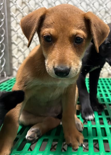 【待認養】混種犬 狗 (女生) - 臺東縣動物收容中心