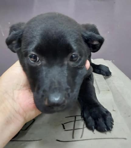 【待認養】混種犬 狗 (男生) - 新北市五股區公立動物之家