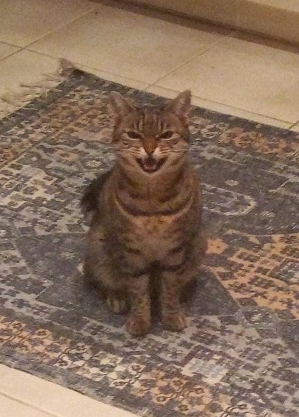 菲米利朵寵物店